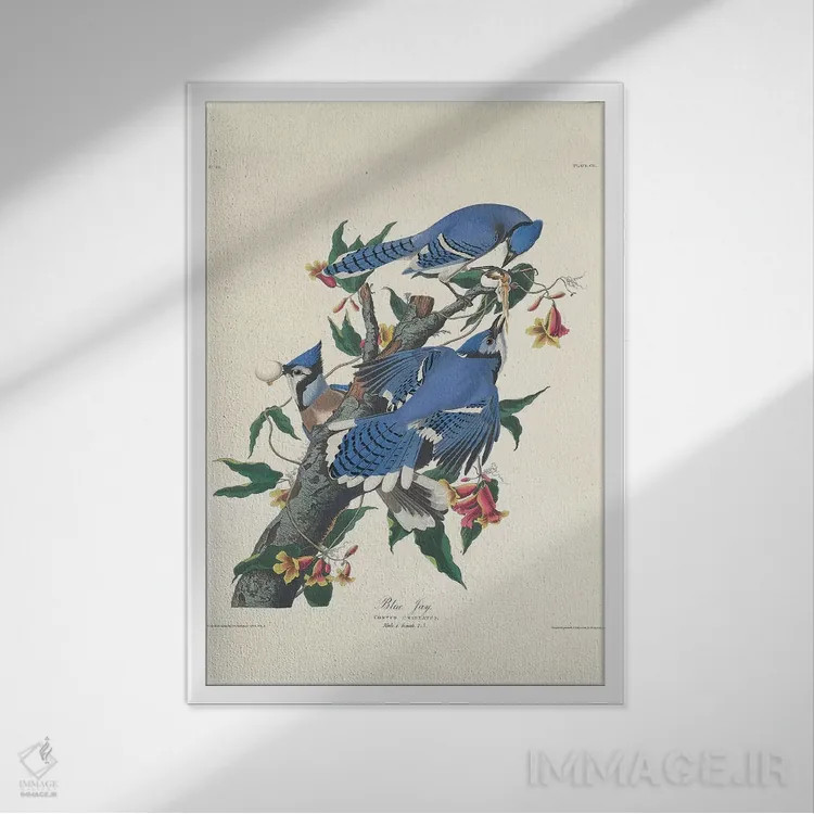 تابلو 1831,جی آبی، ۱۸۳۱ اثر جان جیمز آدوبون (نقاش و پرندهشناس) - نمای قابدار سفید