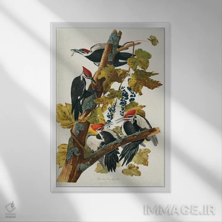 تابلو Birds Of America),دارکوب کلهسرخ (لوح ۱۱۱، پرندگان آمریکا) اثر جان جیمز آدوبون (نقاش و پرندهشناس) - نمای قابدار سفید