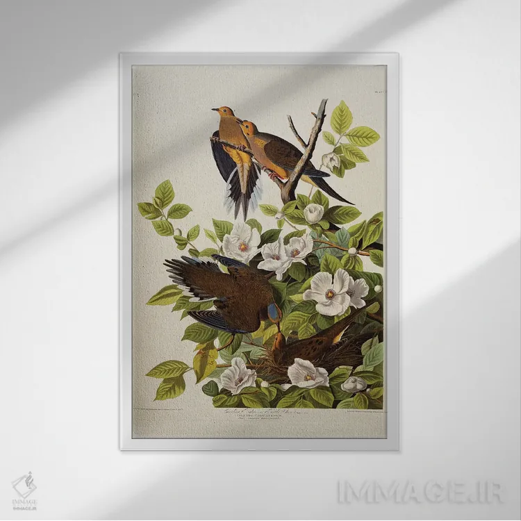 تابلو plate XVII from 'The Birds of America',قمری کارولینا، قمری غمگین، لوح هفدهم از "پرندگان آمریکا" اثر جان جیمز آدوبون (نقاش و پرندهشناس) - نمای قابدار سفید