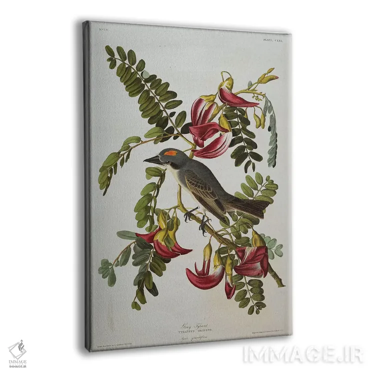 تابلو پرنده تیرانت خاکستری، پرنده شاه خاکستری از "پرندگان آمریکا" اثر جان جیمز آدوبون (نقاش و پرندهشناس) - نمای پرسپکتیو محصول