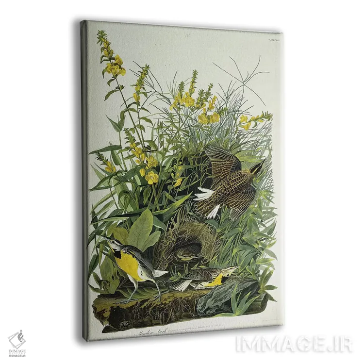 تابلو 1832,چکاوک چمنزار، ۱۸۳۲ اثر جان جیمز آدوبون (نقاش و پرندهشناس) - نمای پرسپکتیو محصول