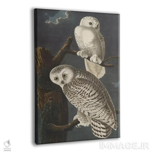 تابلو 1831,جغد برفی، ۱۸۳۱ اثر جان جیمز آدوبون (نقاش و پرندهشناس) - نمای پرسپکتیو محصول