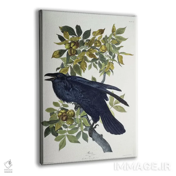 تابلو کلاغ اثر جان جیمز آدوبون (نقاش و پرندهشناس) - نمای پرسپکتیو محصول