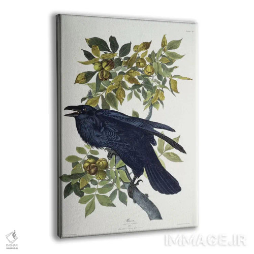 تابلو کلاغ اثر جان جیمز آدوبون (نقاش و پرندهشناس) - نمای پرسپکتیو محصول