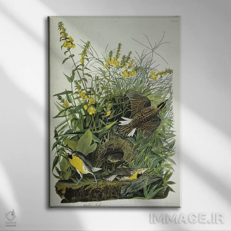 تابلو 1832,چکاوک چمنزار، ۱۸۳۲ اثر جان جیمز آدوبون (نقاش و پرندهشناس) - نمای روبهرو روی دیوار