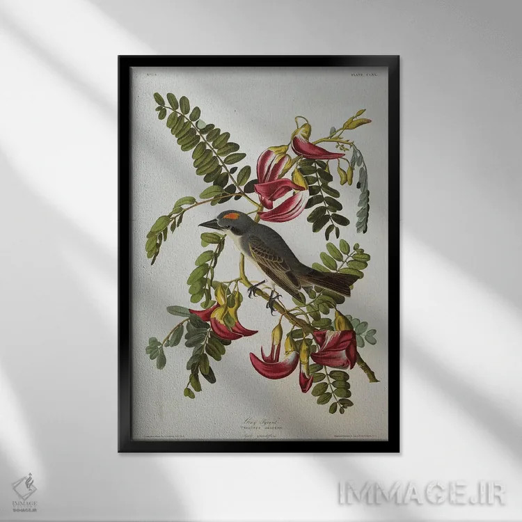 تابلو پرنده تیرانت خاکستری، پرنده شاه خاکستری از "پرندگان آمریکا" اثر جان جیمز آدوبون (نقاش و پرندهشناس) - نمای قابدار مشکی