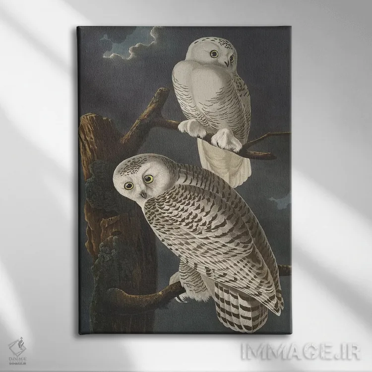 تابلو 1831,جغد برفی، ۱۸۳۱ اثر جان جیمز آدوبون (نقاش و پرندهشناس) - نمای روبهرو روی دیوار