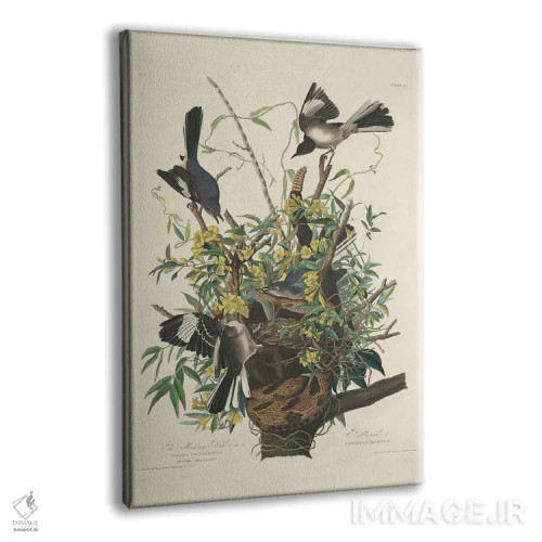 تابلو 1827,مرغ مقلد، ۱۸۲۷ اثر جان جیمز آدوبون (نقاش و پرندهشناس) - نمای پرسپکتیو محصول