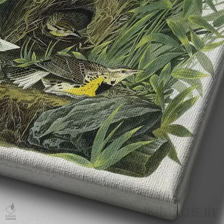 تابلو 1832,چکاوک چمنزار، ۱۸۳۲ اثر جان جیمز آدوبون (نقاش و پرندهشناس) - نمای نزدیک بافت بوم