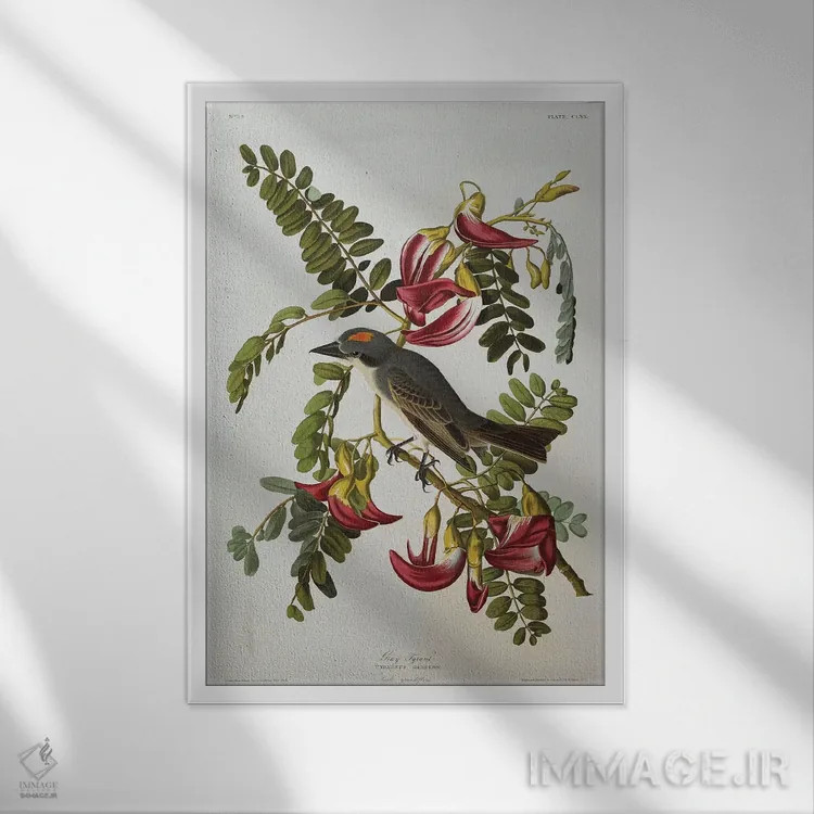 تابلو پرنده تیرانت خاکستری، پرنده شاه خاکستری از "پرندگان آمریکا" اثر جان جیمز آدوبون (نقاش و پرندهشناس) - نمای قابدار سفید
