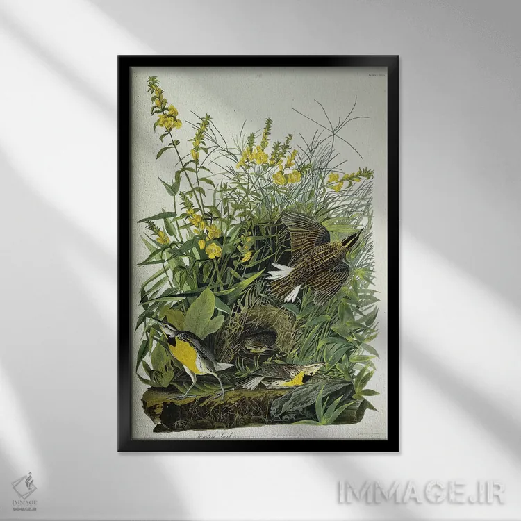 تابلو 1832,چکاوک چمنزار، ۱۸۳۲ اثر جان جیمز آدوبون (نقاش و پرندهشناس) - نمای قابدار مشکی