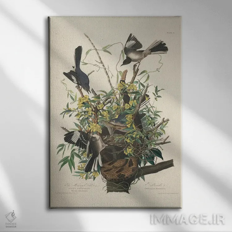 تابلو 1827,مرغ مقلد، ۱۸۲۷ اثر جان جیمز آدوبون (نقاش و پرندهشناس) - نمای روبهرو روی دیوار