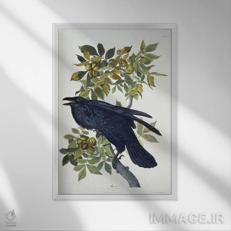 تابلو کلاغ اثر جان جیمز آدوبون (نقاش و پرندهشناس) - نمای قابدار سفید