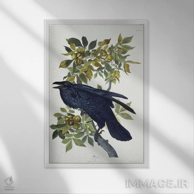 تابلو کلاغ اثر جان جیمز آدوبون (نقاش و پرندهشناس) - نمای قابدار سفید