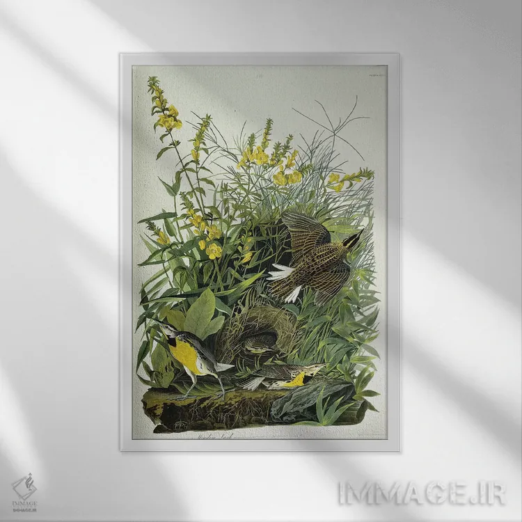 تابلو 1832,چکاوک چمنزار، ۱۸۳۲ اثر جان جیمز آدوبون (نقاش و پرندهشناس) - نمای قابدار سفید