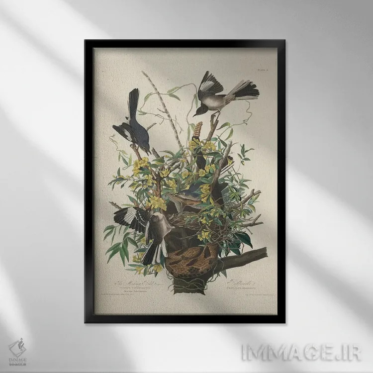 تابلو 1827,مرغ مقلد، ۱۸۲۷ اثر جان جیمز آدوبون (نقاش و پرندهشناس) - نمای قابدار مشکی