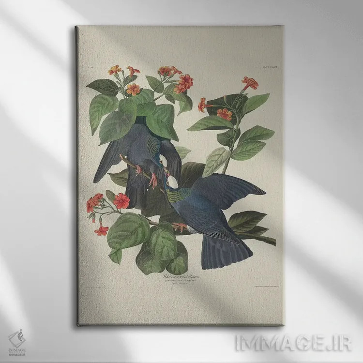 تابلو 1833,کبوتر تاجسفید، ۱۸۳۳ اثر جان جیمز آدوبون (نقاش و پرندهشناس) - نمای روبهرو روی دیوار
