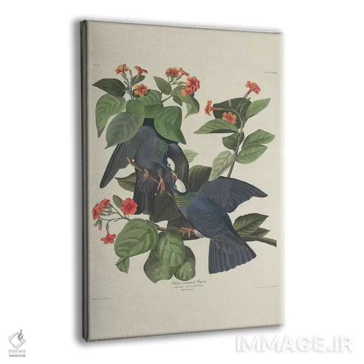 تابلو 1833,کبوتر تاجسفید، ۱۸۳۳ اثر جان جیمز آدوبون (نقاش و پرندهشناس) - نمای پرسپکتیو محصول