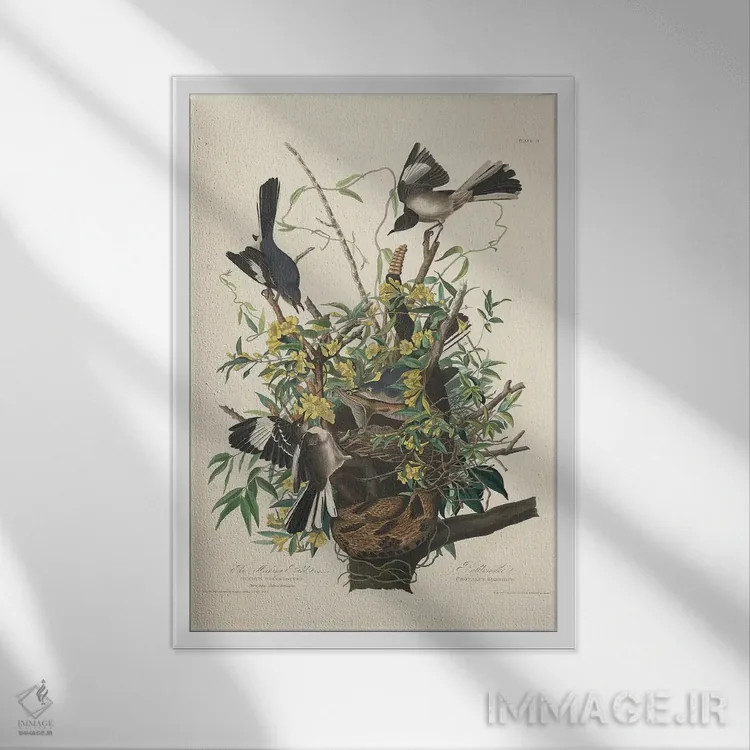 تابلو 1827,مرغ مقلد، ۱۸۲۷ اثر جان جیمز آدوبون (نقاش و پرندهشناس) - نمای قابدار سفید