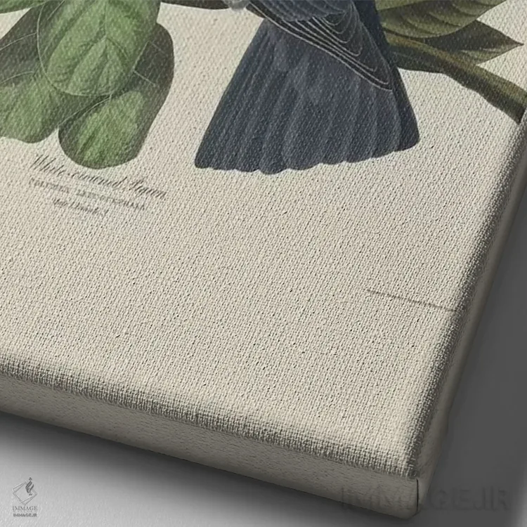 تابلو 1833,کبوتر تاجسفید، ۱۸۳۳ اثر جان جیمز آدوبون (نقاش و پرندهشناس) - نمای نزدیک بافت بوم