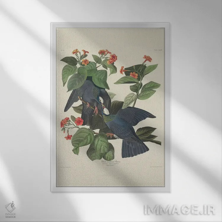 تابلو 1833,کبوتر تاجسفید، ۱۸۳۳ اثر جان جیمز آدوبون (نقاش و پرندهشناس) - نمای قابدار سفید