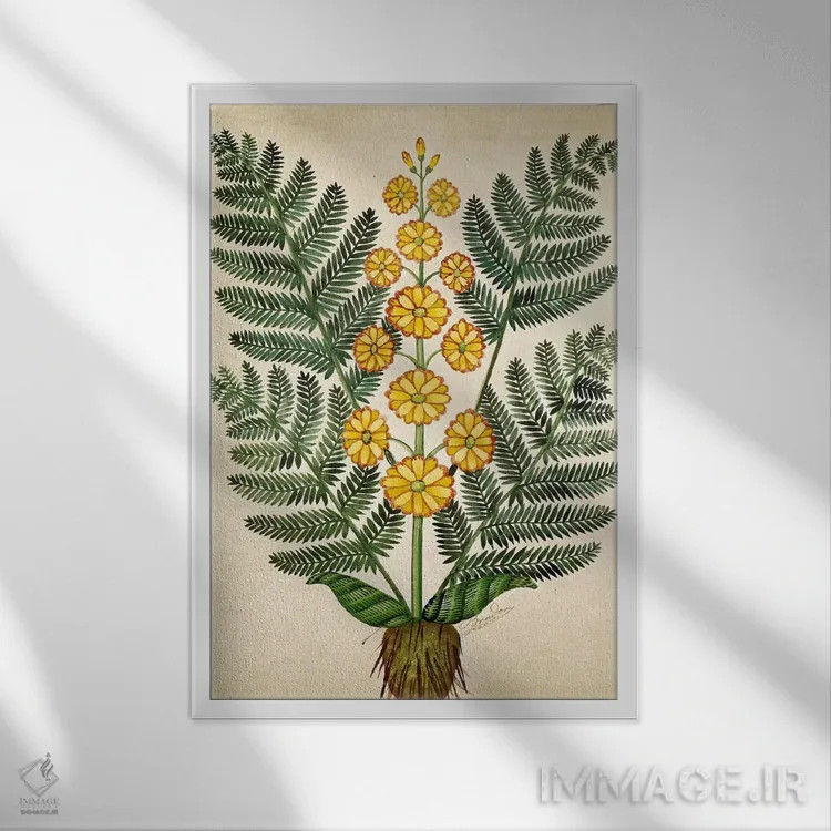 تابلو سرخس با گلهای زرد، صفحهای از یک بذرفروش در اوئیزان اثر مکتب فرانسوی (سبک یا جریان هنری) - نمای قابدار سفید