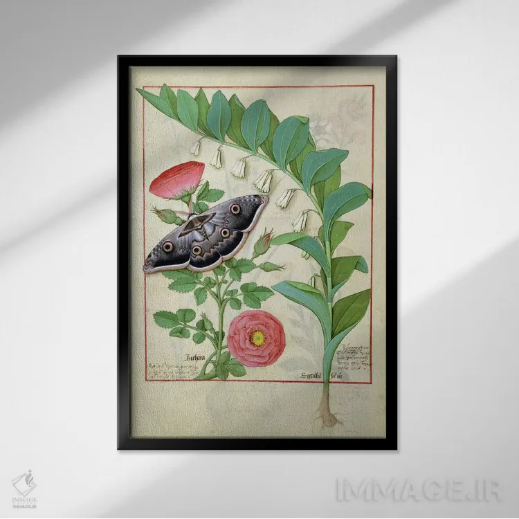 تابلو رز و پولیگوناتوم (تصویر از کتاب داروهای ساده) اثر رابینه تستار (مینیاتوریست فرانسوی) - نمای قابدار مشکی