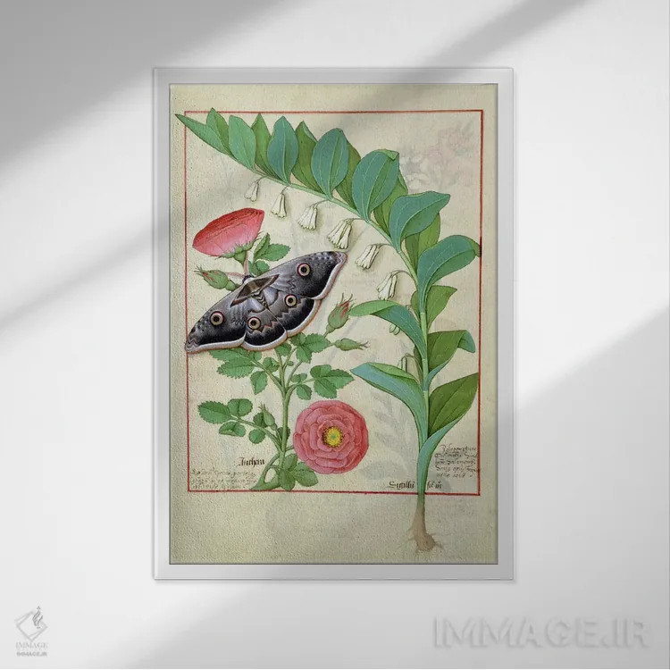 تابلو رز و پولیگوناتوم (تصویر از کتاب داروهای ساده) اثر رابینه تستار (مینیاتوریست فرانسوی) - نمای قابدار سفید