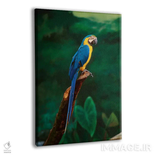 تابلو At Jurong Bird Park,سنگاپور. طوطی ماکائو در پارک پرندگان جورونگ اثر هنرمند ناشناس - نمای پرسپکتیو محصول