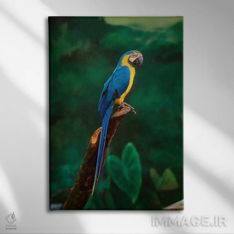 تابلو At Jurong Bird Park,سنگاپور. طوطی ماکائو در پارک پرندگان جورونگ اثر هنرمند ناشناس - نمای روبهرو روی دیوار