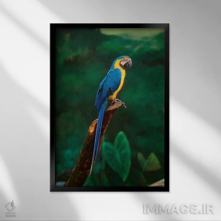 تابلو At Jurong Bird Park,سنگاپور. طوطی ماکائو در پارک پرندگان جورونگ اثر هنرمند ناشناس - نمای قابدار مشکی