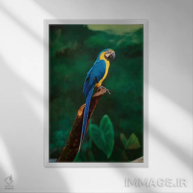 تابلو At Jurong Bird Park,سنگاپور. طوطی ماکائو در پارک پرندگان جورونگ اثر هنرمند ناشناس - نمای قابدار سفید