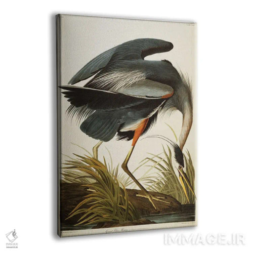 تابلو حواصیل آبی بزرگ اثر جان جیمز آدوبون (نقاش و پرندهشناس) - نمای پرسپکتیو محصول