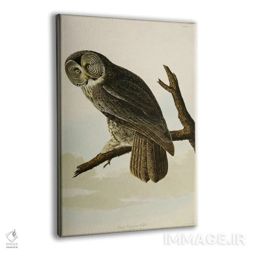 تابلو جغد خاکستری بزرگ اثر جان جیمز آدوبون (نقاش و پرندهشناس) - نمای پرسپکتیو محصول