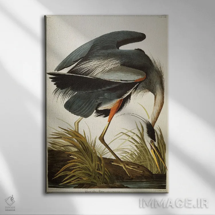 تابلو حواصیل آبی بزرگ اثر جان جیمز آدوبون (نقاش و پرندهشناس) - نمای روبهرو روی دیوار