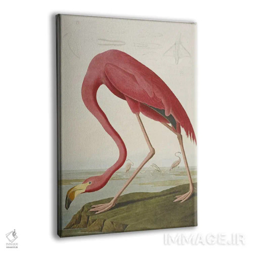 تابلو فلامینگوی آمریکایی اثر جان جیمز آدوبون (نقاش و پرندهشناس) - نمای پرسپکتیو محصول