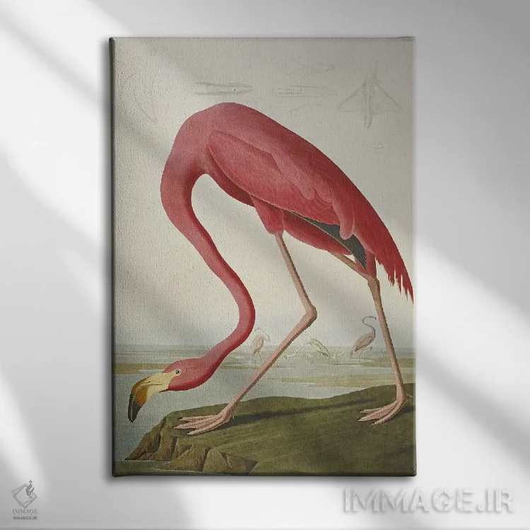 تابلو فلامینگوی آمریکایی اثر جان جیمز آدوبون (نقاش و پرندهشناس) - نمای روبهرو روی دیوار