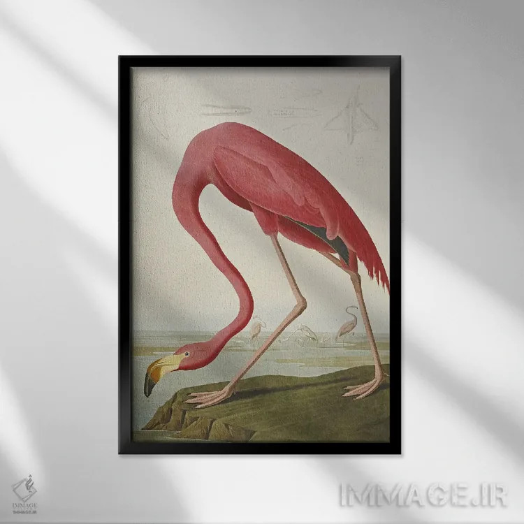 تابلو فلامینگوی آمریکایی اثر جان جیمز آدوبون (نقاش و پرندهشناس) - نمای قابدار مشکی