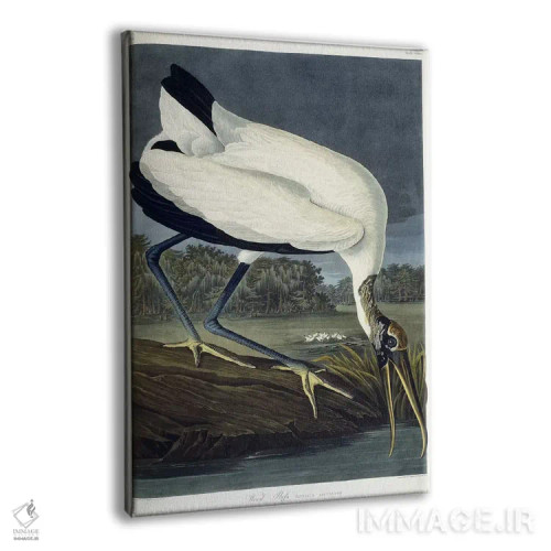 تابلو 1834,ایبیس چوبی، ۱۸۳۴ (پرنده) اثر جان جیمز آدوبون (نقاش و پرندهشناس) - نمای پرسپکتیو محصول