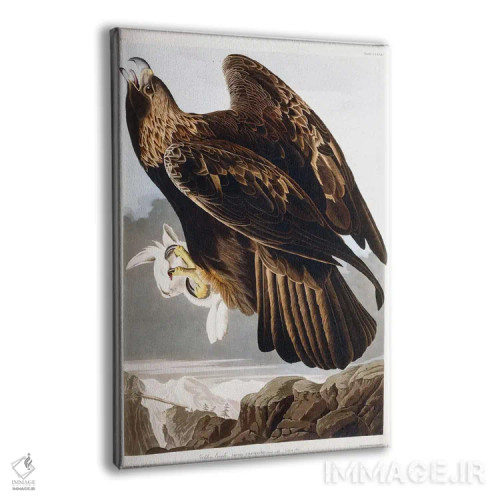 تابلو 1833،عقاب طلایی، ۱۸۳۳ (پرنده شکاری) اثر جان جیمز آدوبون (نقاش و پرندهشناس) - نمای پرسپکتیو محصول