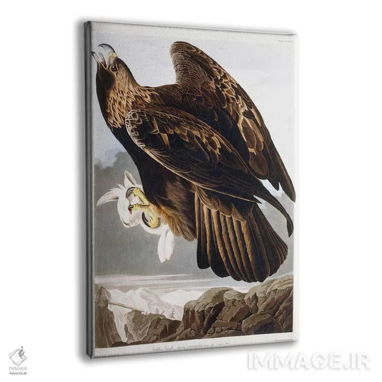 تابلو 1833،عقاب طلایی، ۱۸۳۳ (پرنده شکاری) اثر جان جیمز آدوبون (نقاش و پرندهشناس) - نمای پرسپکتیو محصول