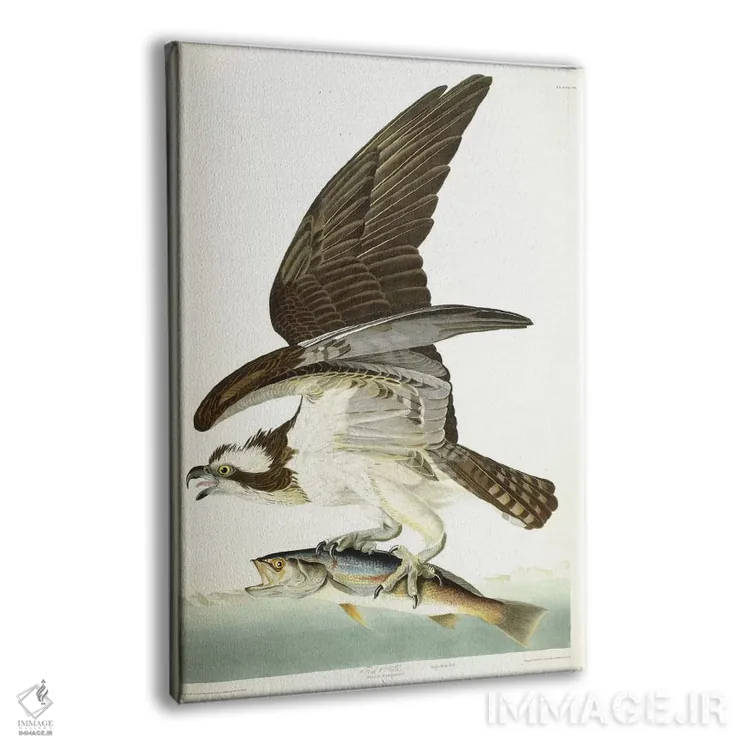 تابلو 1830,شاهین ماهیگیر، ۱۸۳۰ (پرنده) اثر جان جیمز آدوبون (نقاش و پرندهشناس) - نمای پرسپکتیو محصول