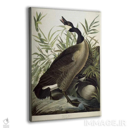 تابلو c.1827-1838،غاز کانادایی، حدود ۱۸۲۷–۱۸۳۸ اثر جان جیمز آدوبون (نقاش و پرندهشناس) - نمای پرسپکتیو محصول