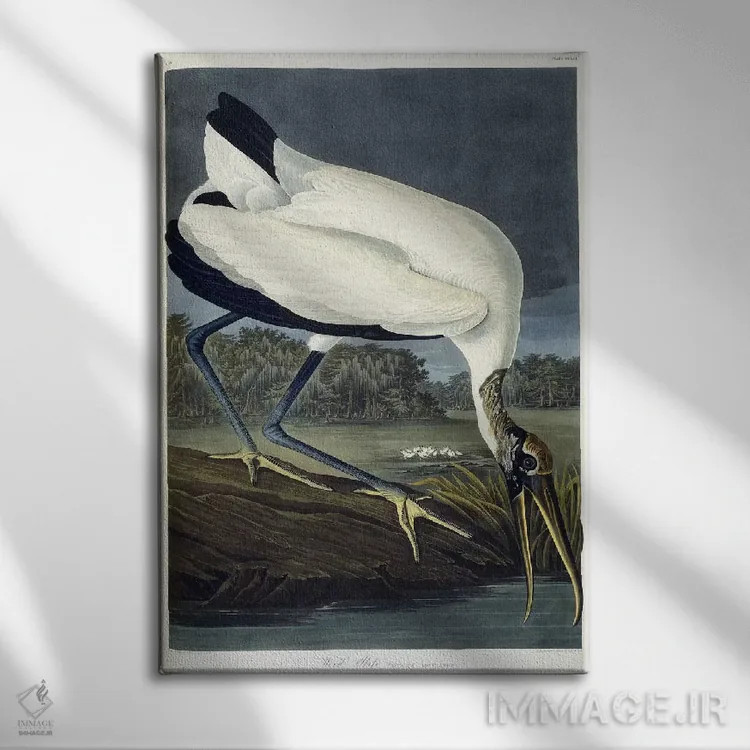 تابلو 1834,ایبیس چوبی، ۱۸۳۴ (پرنده) اثر جان جیمز آدوبون (نقاش و پرندهشناس) - نمای روبهرو روی دیوار