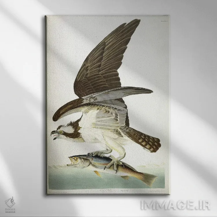 تابلو 1830,شاهین ماهیگیر، ۱۸۳۰ (پرنده) اثر جان جیمز آدوبون (نقاش و پرندهشناس) - نمای روبهرو روی دیوار