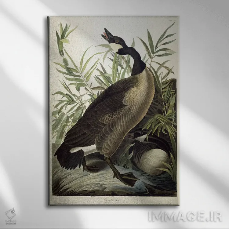 تابلو c.1827-1838،غاز کانادایی، حدود ۱۸۲۷–۱۸۳۸ اثر جان جیمز آدوبون (نقاش و پرندهشناس) - نمای روبهرو روی دیوار