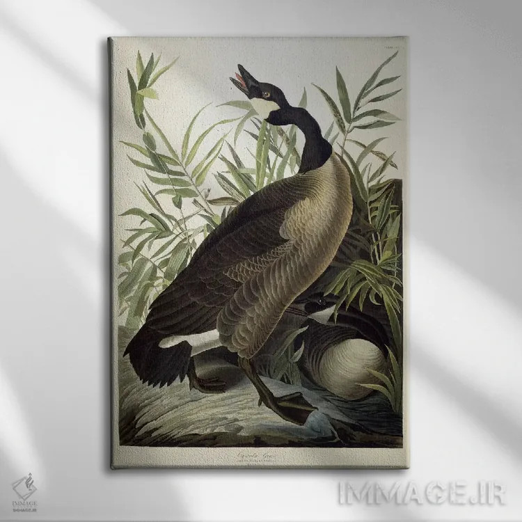 تابلو c.1827-1838،غاز کانادایی، حدود ۱۸۲۷–۱۸۳۸ اثر جان جیمز آدوبون (نقاش و پرندهشناس) - نمای روبهرو روی دیوار