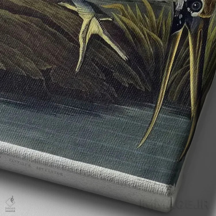 تابلو 1834,ایبیس چوبی، ۱۸۳۴ (پرنده) اثر جان جیمز آدوبون (نقاش و پرندهشناس) - نمای نزدیک بافت بوم