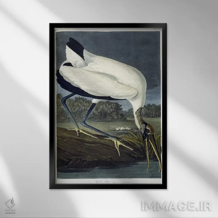 تابلو 1834,ایبیس چوبی، ۱۸۳۴ (پرنده) اثر جان جیمز آدوبون (نقاش و پرندهشناس) - نمای قابدار مشکی