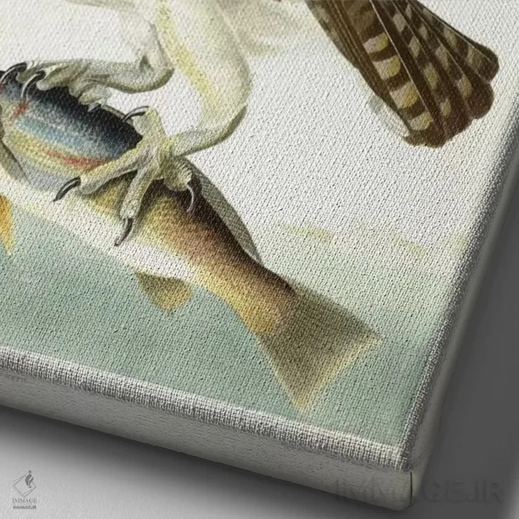 تابلو 1830,شاهین ماهیگیر، ۱۸۳۰ (پرنده) اثر جان جیمز آدوبون (نقاش و پرندهشناس) - نمای نزدیک بافت بوم